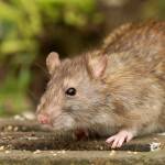 control mice with effective pest control services