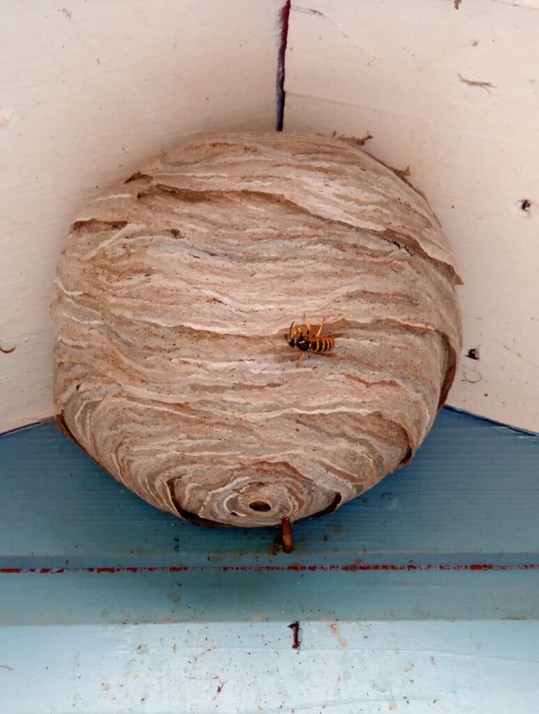 wasps nest to be eliminated